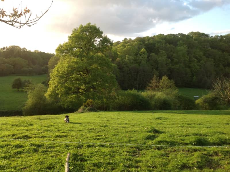 Housesitting assignment in Granville, France