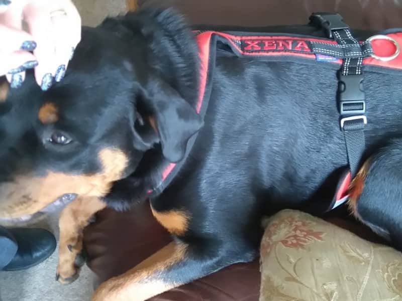 Housesitting assignment in Workington, United Kingdom