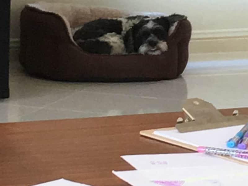 Housesitting assignment in Avoca Beach, New South Wales, Australia