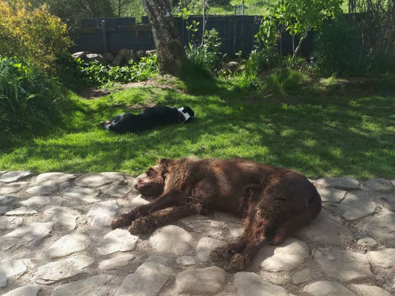Housesitting assignment in Drumnadrochit, United Kingdom