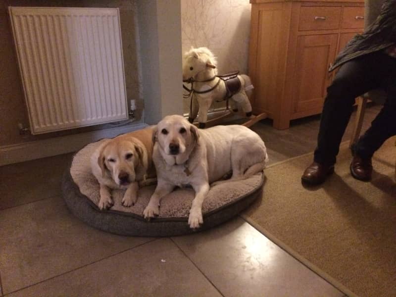 Housesitting assignment in Liverpool, United Kingdom