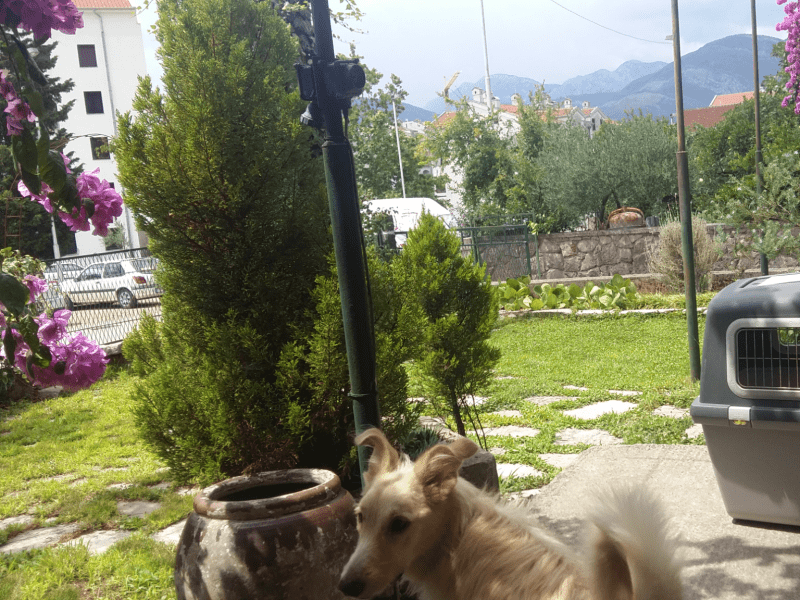 Housesitting assignment in Tivat, Montenegro