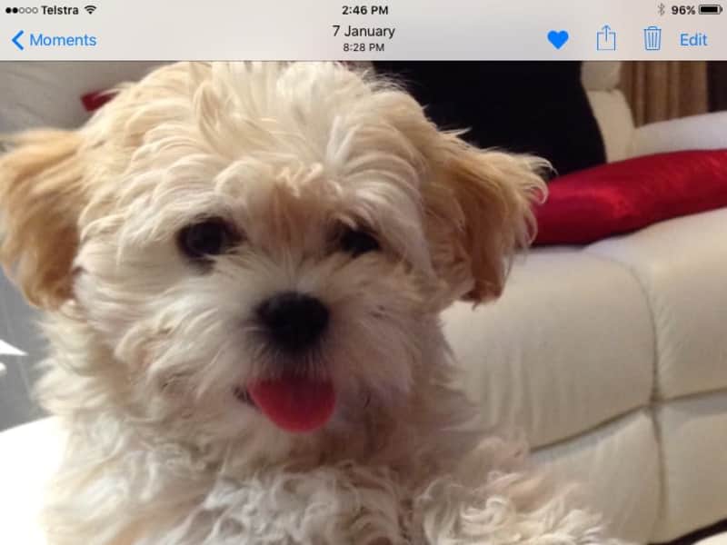 Housesitting assignment in Magill, South Australia, Australia
