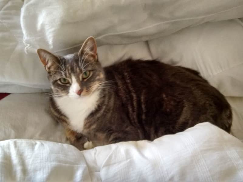Housesitting assignment in San Rafael, California, United States