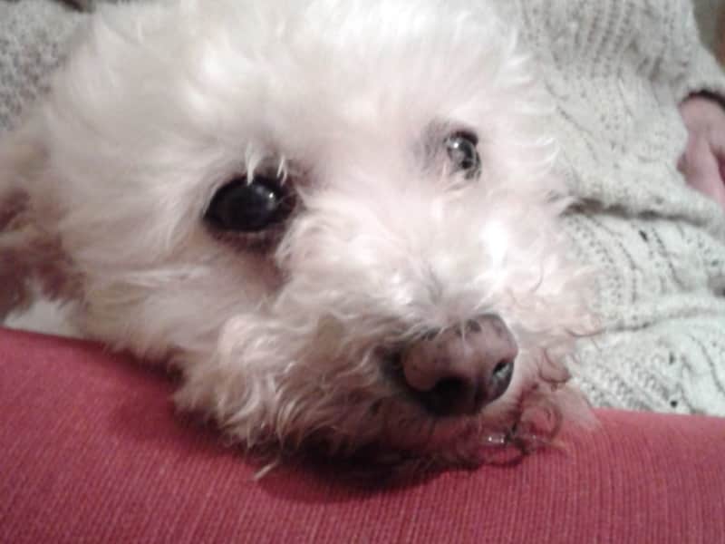 Housesitting assignment in Stanford-le-Hope, United Kingdom