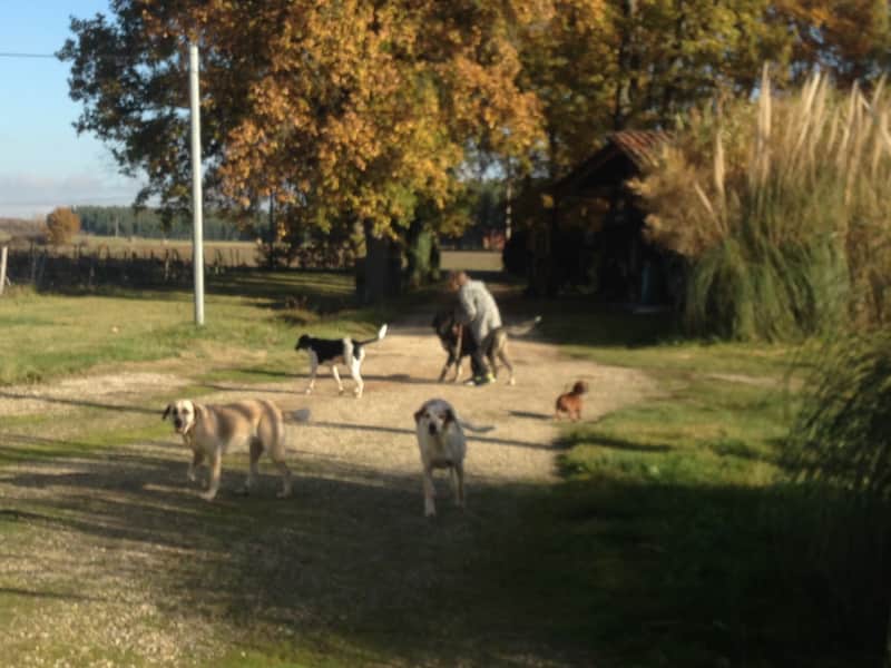 Housesitting assignment in Campsas, France