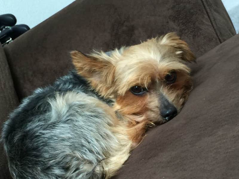 Housesitting assignment in Anchorage, Alaska, United States