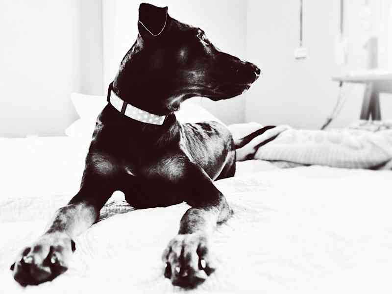 Housesitting assignment in Tel Aviv, Israel