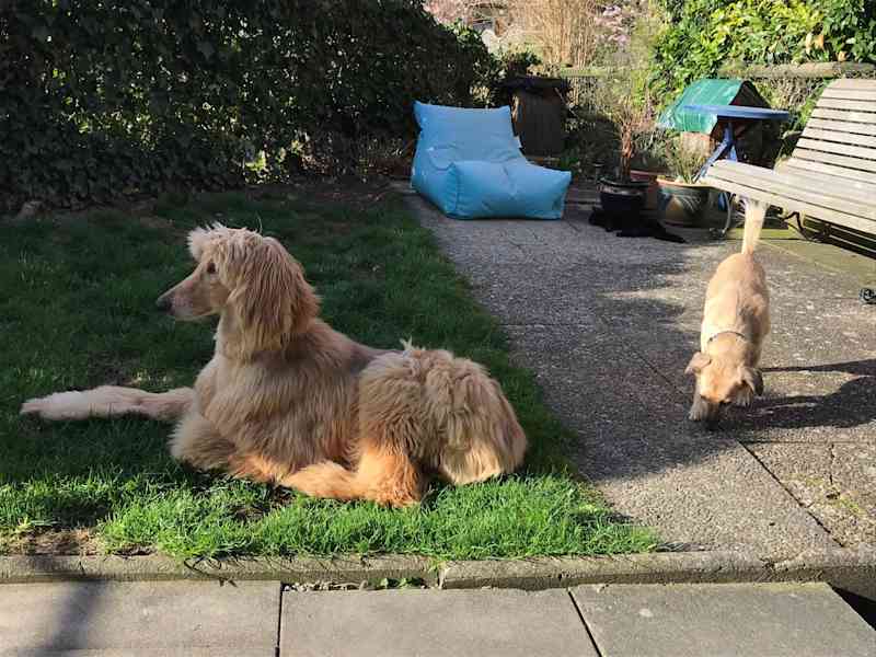 Housesitting assignment in Flaach, Switzerland