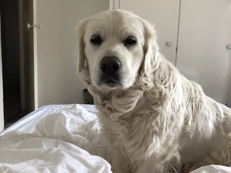 Housesitting assignment in Sebastopol, Victoria, Australia