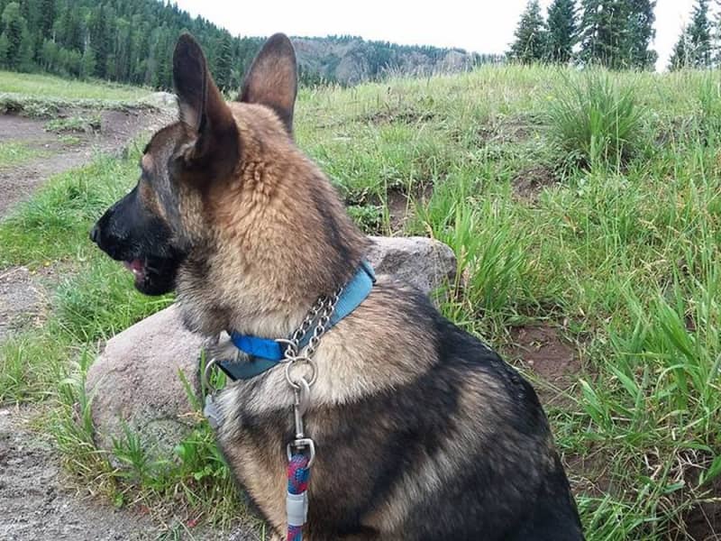 Housesitting assignment in Colorado Springs, Colorado, United States