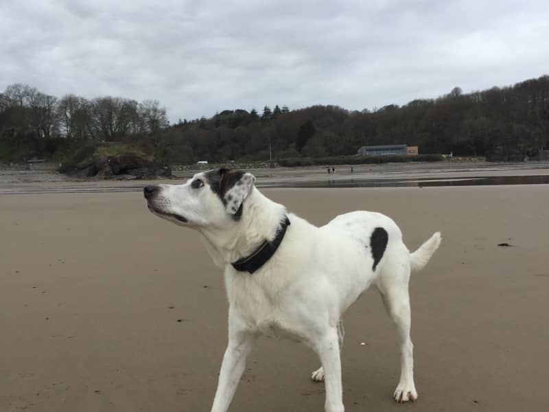 Housesitting assignment in Boncath, United Kingdom