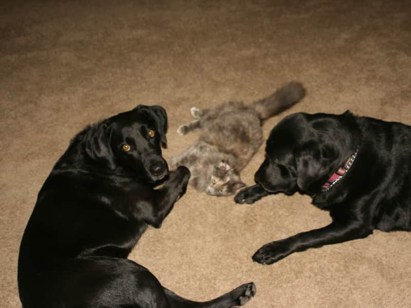 Housesitting assignment in Sierra Vista, Arizona, United States