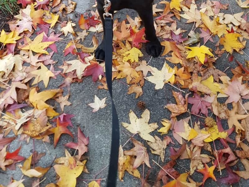 Cynthia from Rancho Cucamonga, California, United States