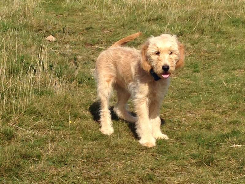 Housesitting assignment in Upper Colwall, United Kingdom