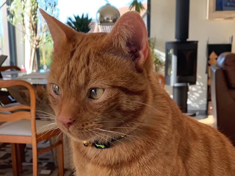 Housesitting assignment in Dundee, United Kingdom
