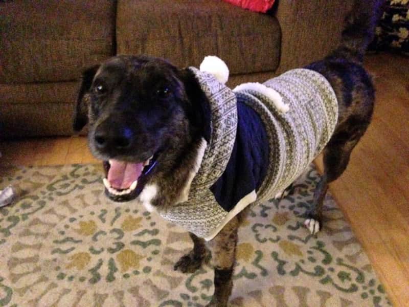 Housesitting assignment in Noblesville, Indiana, United States