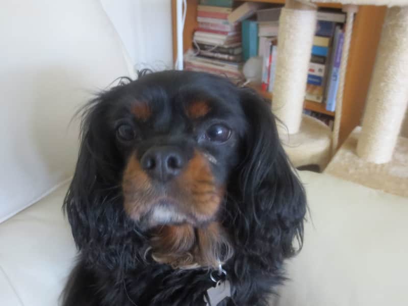 Housesitting assignment in Stockport, United Kingdom