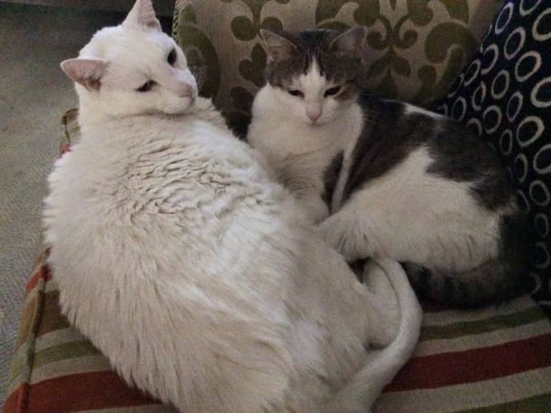 Housesitting assignment in Sydney, New South Wales, Australia