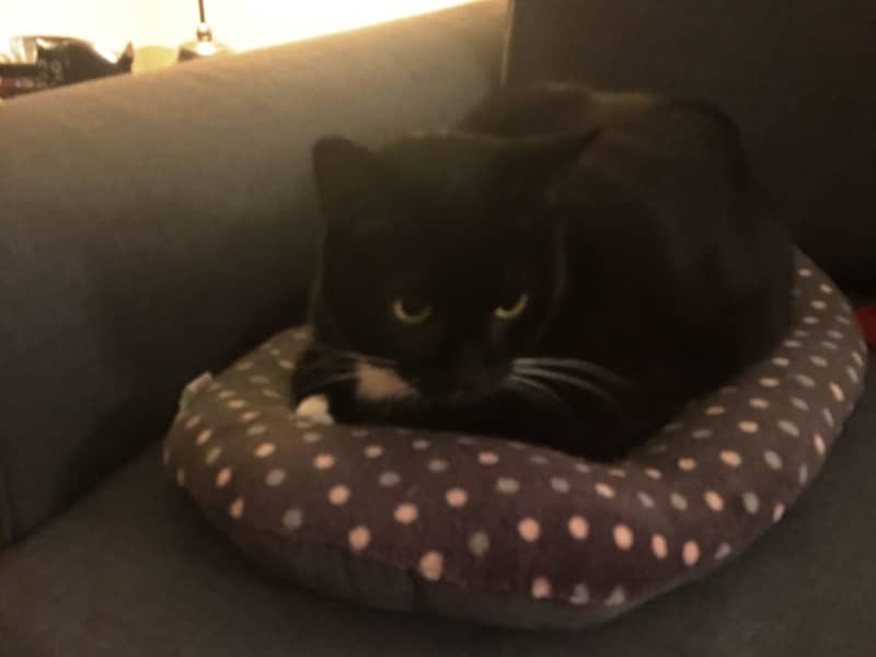 Housesitting assignment in Birmingham, United Kingdom