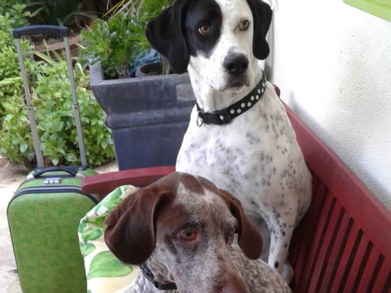 Housesitting assignment in Denia, Spain