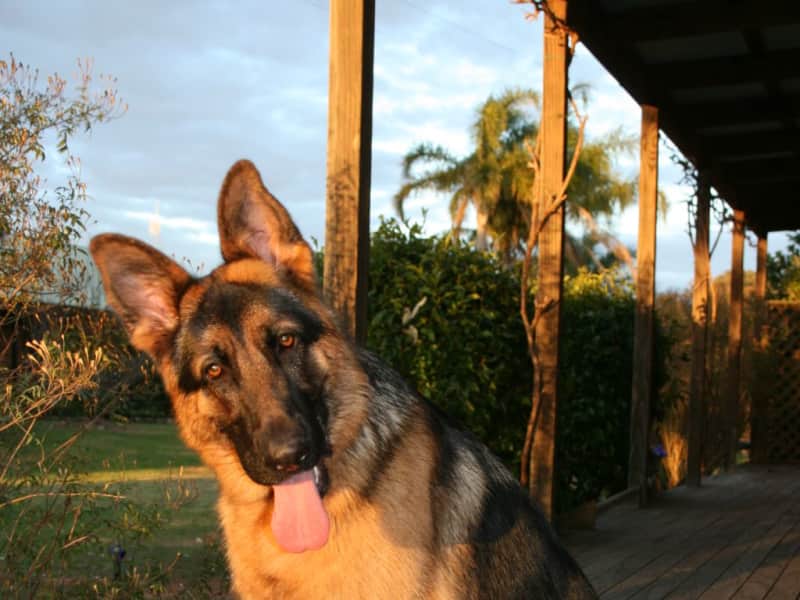 Housesitting assignment in Charlestown, New South Wales, Australia