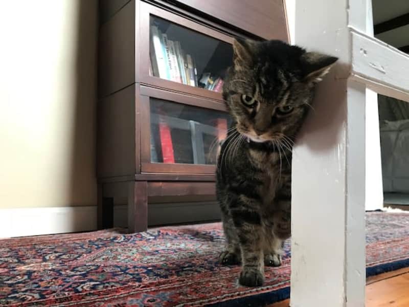 Housesitting assignment in Union, Maine, United States
