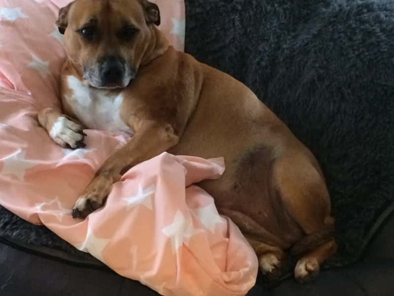Housesitting assignment in Delacombe, Victoria, Australia