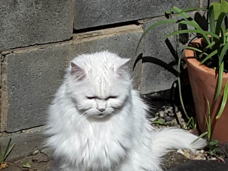 Housesitting assignment in South Brisbane, Queensland, Australia