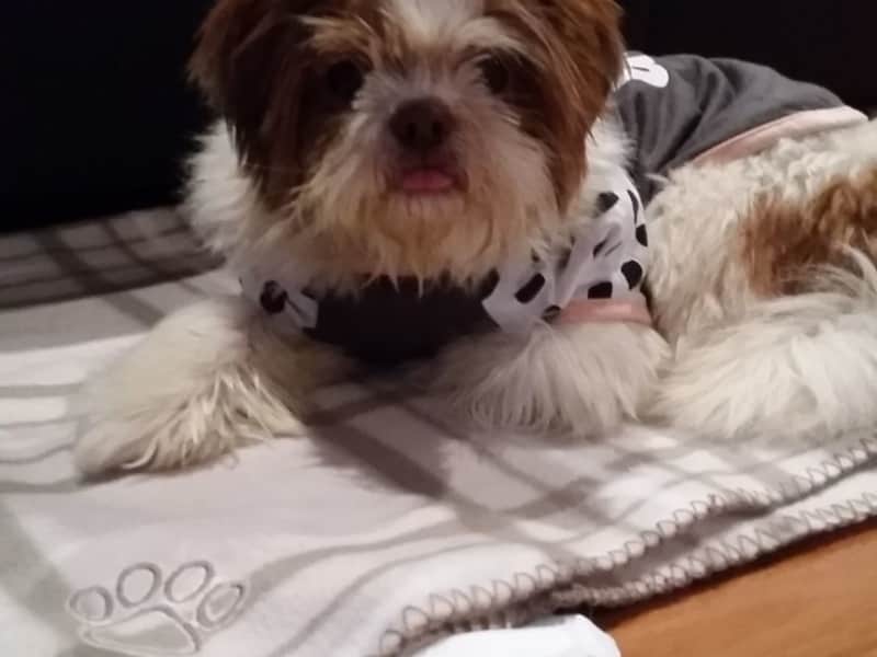 Housesitting assignment in Lismore, New South Wales, Australia