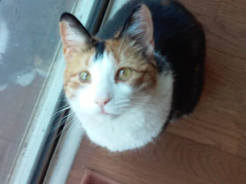Housesitting assignment in Ormond-by-the-Sea, Florida, United States