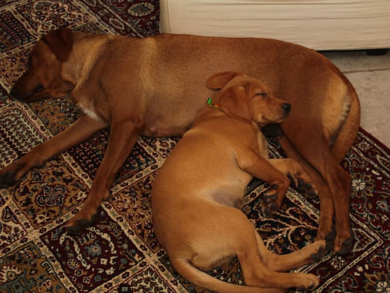 Housesitting assignment in Hartley Wintney, United Kingdom
