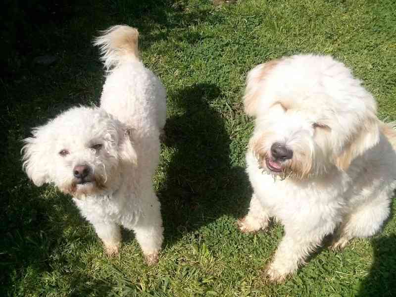 Housesitting assignment in Caldas da Rainha, Portugal