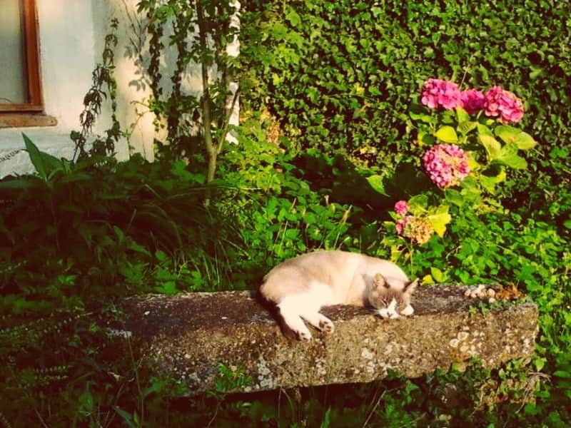 Housesitting assignment in Plouyé, France