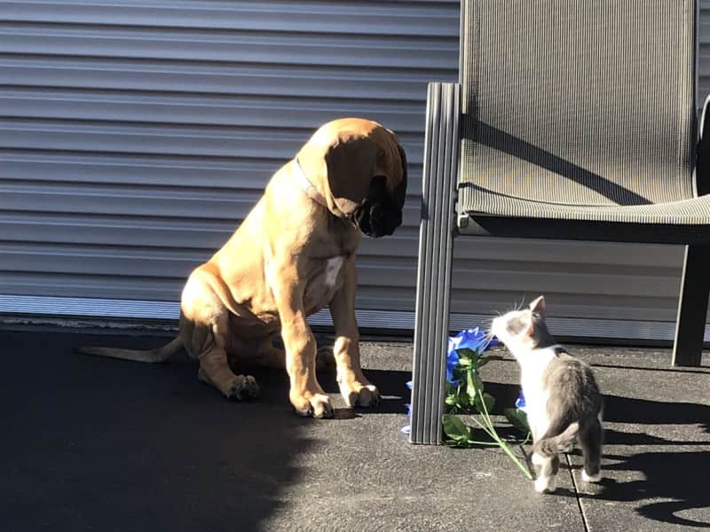 Housesitting assignment in Narre Warren South, Victoria, Australia