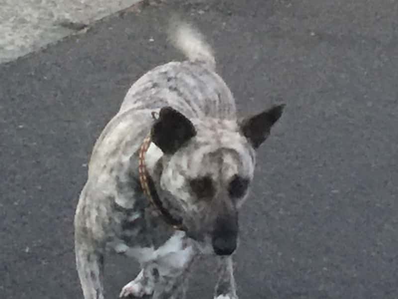 Housesitting assignment in West Pennant, New South Wales, Australia