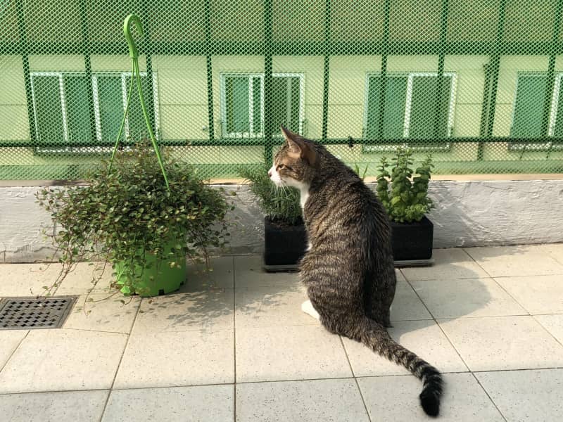 Housesitting assignment in Seoul, South Korea