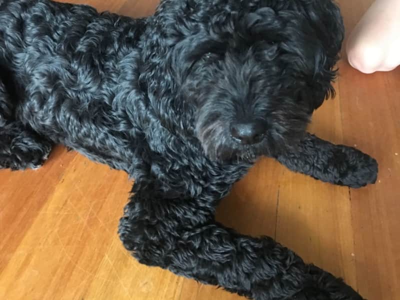 Housesitting assignment in Yarraville, Victoria, Australia
