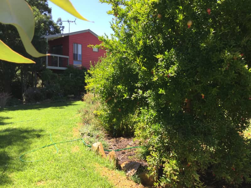 Housesitting assignment in Willunga, South Australia, Australia