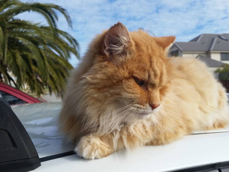 Housesitting assignment in Port Kennedy, Western Australia, Australia