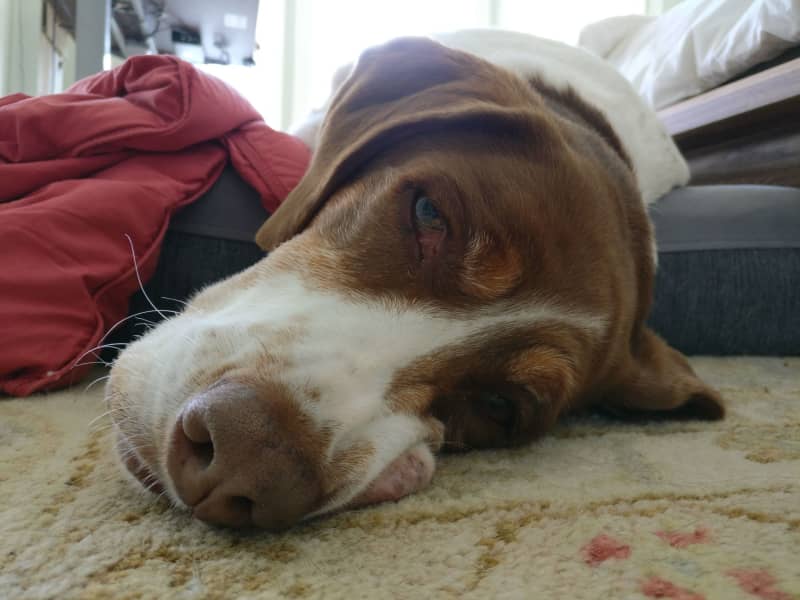 Housesitting assignment in San Francisco, California, United States