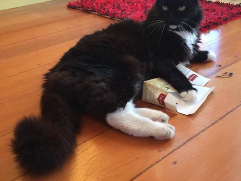 Housesitting assignment in Longburn, New Zealand
