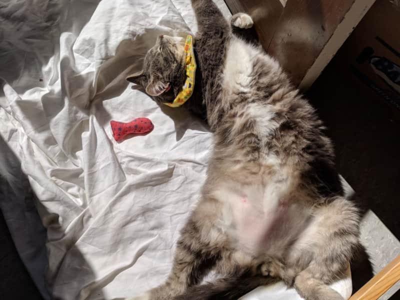 Housesitting assignment in Halifax, Nova Scotia, Canada