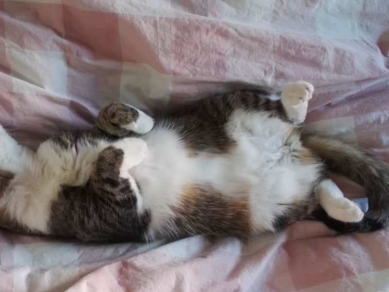 Housesitting assignment in Brussels, Belgium