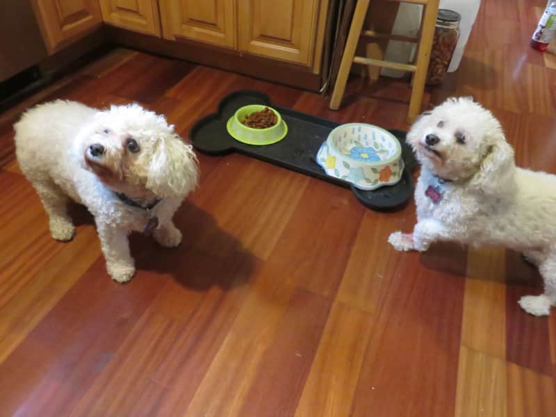 Housesitting assignment in Waukesha, Wisconsin, United States