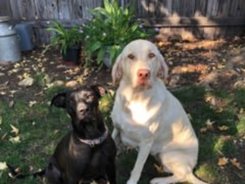 Housesitting assignment in Redding, California, United States