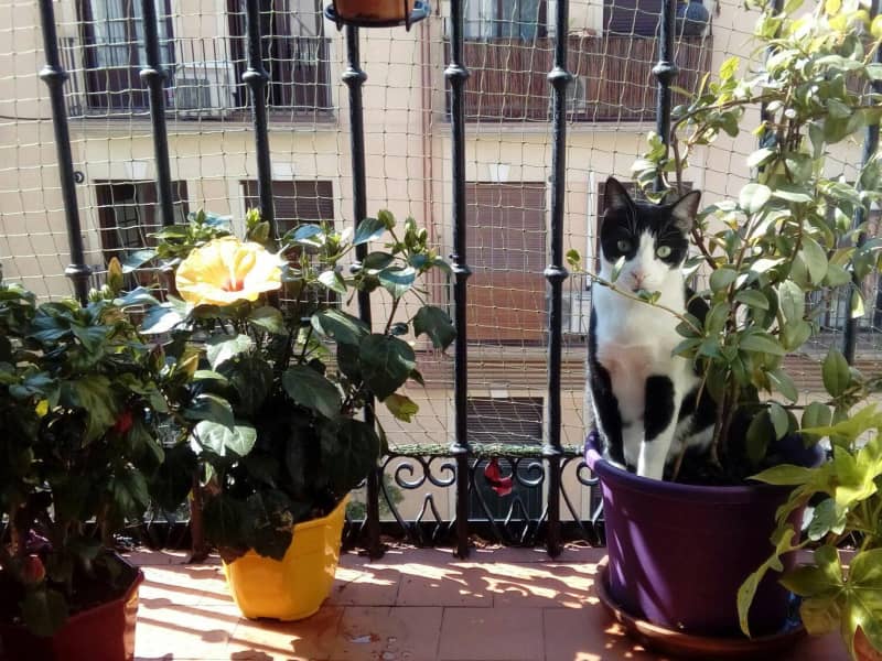 Housesitting assignment in Madrid, Spain
