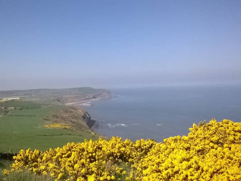 Housesitting assignment in Loftus, United Kingdom