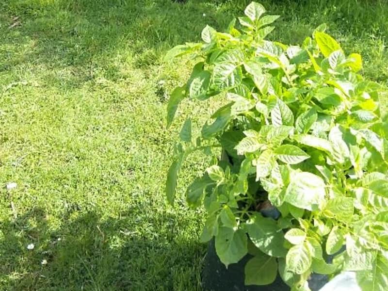Housesitting assignment in Winkleigh, United Kingdom