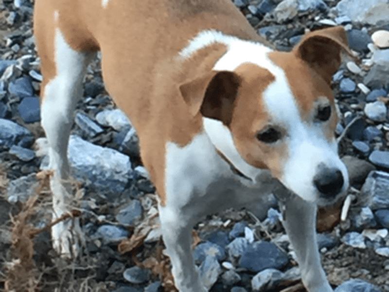 Housesitting assignment in Double Bay, New South Wales, Australia